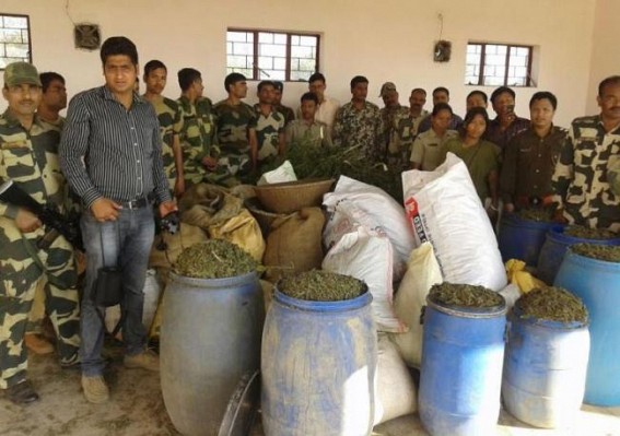  Dried cannabis worth Rs. 25 lakh seized